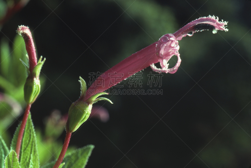 半边莲属,仅一朵花,哥斯达黎加,赫瑞迪尔省,自然,水平画幅,无人,户外,圆柱体,植物