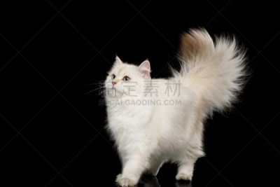 黑色背景,白色,猫,毛皮,英国,分离着色,长毛猫,奶油色,美,机敏