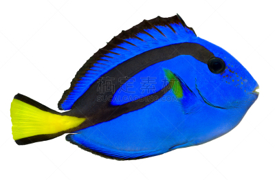 Blue Tang Fish,水平画幅,无人,Indopacific Ocean,蓝色,白色背景,粉蓝颊纹鼻鱼,鱼类,海鱼,摄影