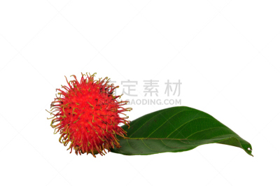 红毛丹,白色背景,水平画幅,生食,维生素,特写,泰国,头发,农作物,马来半岛的原住民