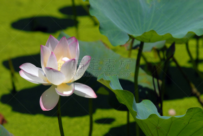 荷花,风水,水,美,禅宗,灵性,公园,芳香的,水平画幅,睡莲