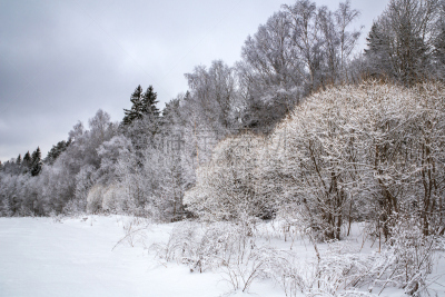 雪,俄罗斯,冬天,自然,地形,森林,自然美,天空,美,新的