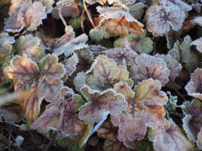 矾根属植物,梵高,职权,水平画幅,银色,雪,特写,明亮,白色,植物