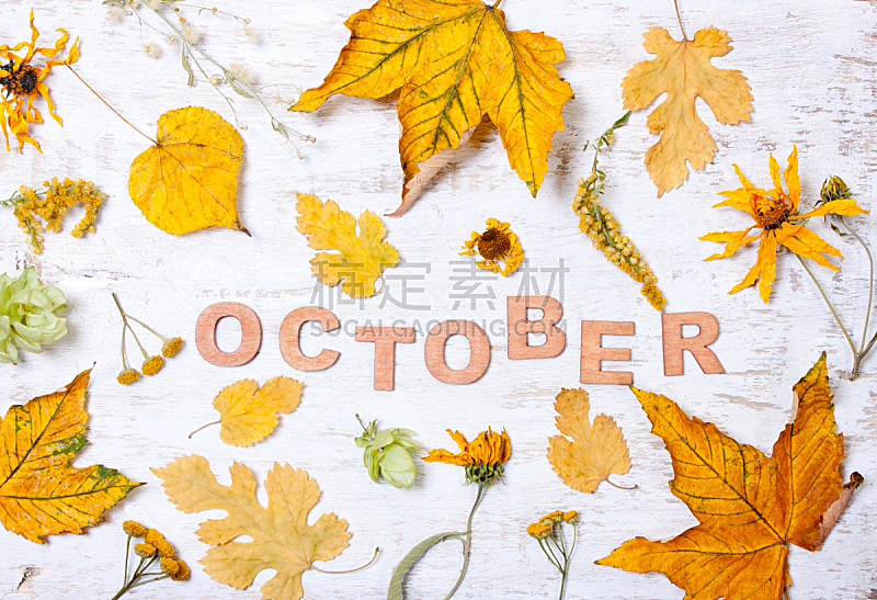 单词,十月,叶子,黄色,美,褐色,水平画幅,无人,九月,特写