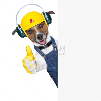 狗,建筑工地,在下面,杰克拉瑟短腿犬,留白,动物手指,梗犬,动物身体部位,支撑,满意