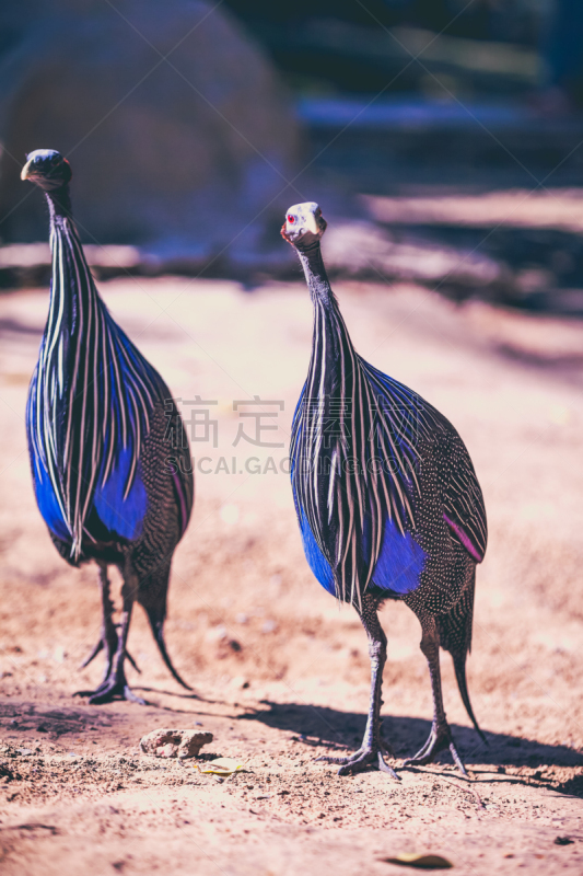 vulturine guinea fowl,夏天,动物园,珍珠鸡,自然,垂直画幅,野生动物,蓝色,鸟类,两只动物