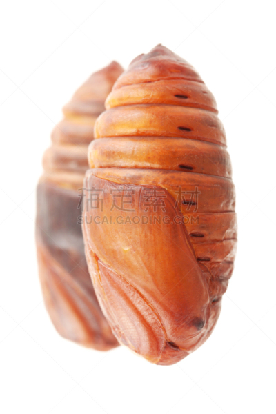 茧,蚕,垂直画幅,野生动物,生物,无人,活力,孔雀,丝绸,蛾