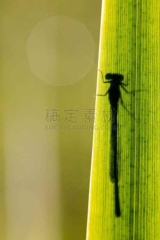 豆娘,形状,阴影,蓝色,刀刃草,秀丽隐杆线虫,蜻蜓,敏捷,弹性,垂直画幅