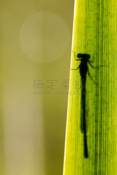 豆娘,形状,阴影,蓝色,刀刃草,秀丽隐杆线虫,蜻蜓,敏捷,弹性,垂直画幅