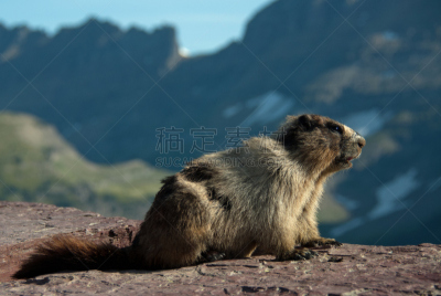 旱獭,阿根廷冰川国家公园,灰白旱獭,美国冰河国际公园,蒙大拿州,松鼠科,野生动物,美国,水平画幅,无人