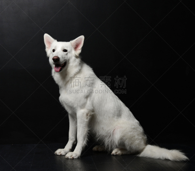 牧羊犬,瑞士,白色,黑色背景,坐在地上,舌头,水平画幅,雪,单色调,工作室