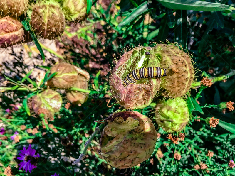 荆棘,植物,毛虫,水平画幅,茧,户外,白色,新生活,多刺疏林,黑脉金斑蝶