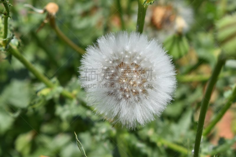 海滩,仅一朵花,水,天空,美,气候,水平画幅,无人,马拉加省,早晨