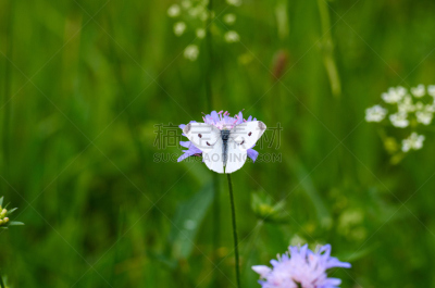 蝶泳,白色,褐色,丁香花,自然美,掌叶金鸡菊,Leaf-stem Tickseed,金鸡菊,蝴蝶马利筋,花