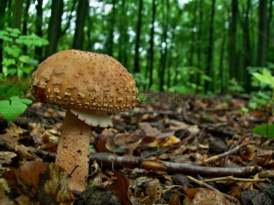 森林,鹅膏菌,水平画幅,素食,无人,苔藓,动物身体部位,户外,草,树林