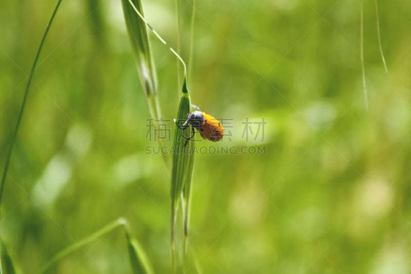 橙子,甲虫,自然,正面视角,太空,外立面,水平画幅,绿色,无人,特写