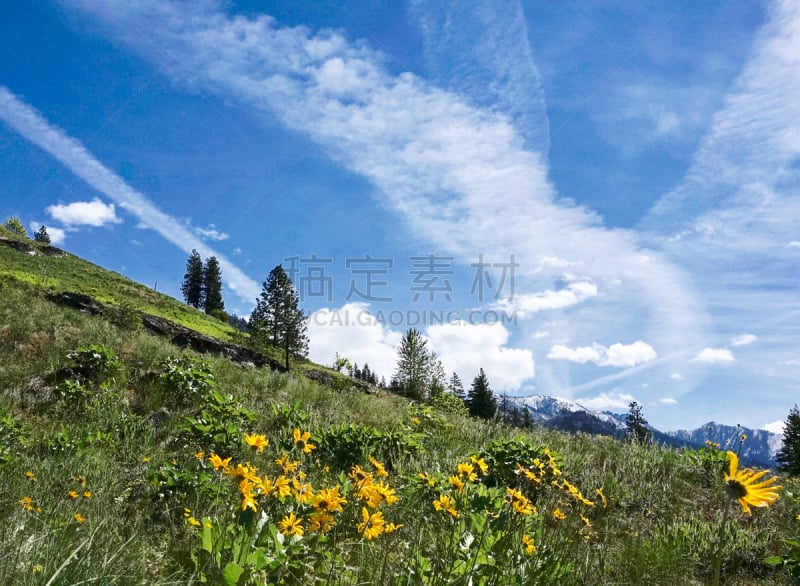 华盛顿州,天空,蓝色,向日葵,湖岸,小路,野外动物,澈兰湖,美国,水平画幅