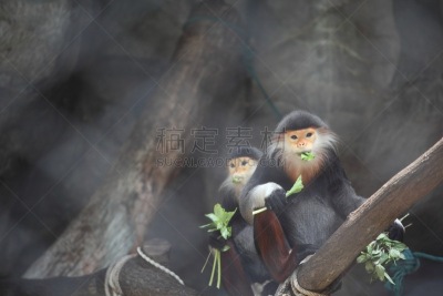 Douc Langur,动物园,哺乳纲,叶猴,水平画幅,动物,猴子,野外动物,摄影,吃