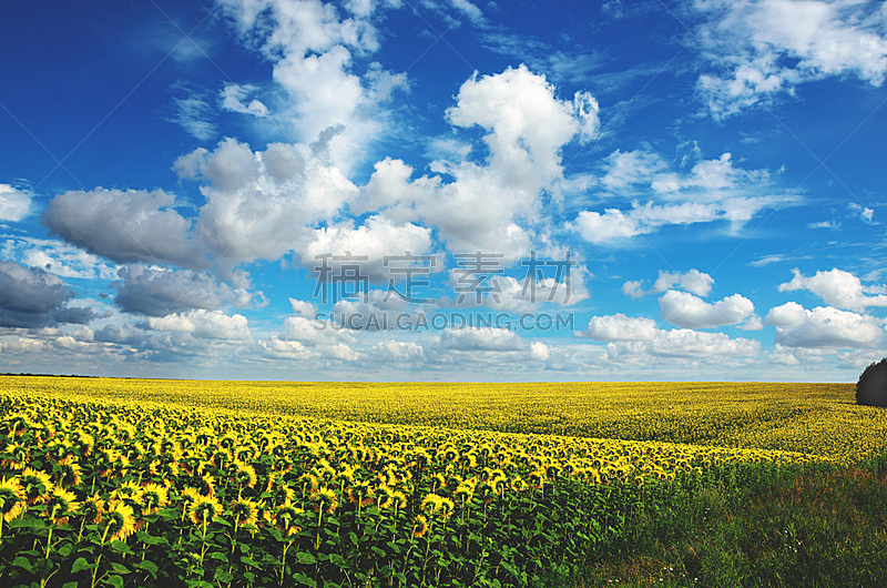 夏天,田地,农业,地形,向日葵,天空,美,水平画幅,云,户外