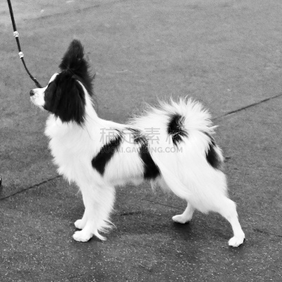 小的,狗,培训课,牧羊犬,受过训练的狗,鼠猎犬,哈巴狗,与众不同,驯狗员