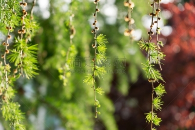 松果,天空,褐色,水平画幅,传统,符号,英格兰,夏天,户外,特写