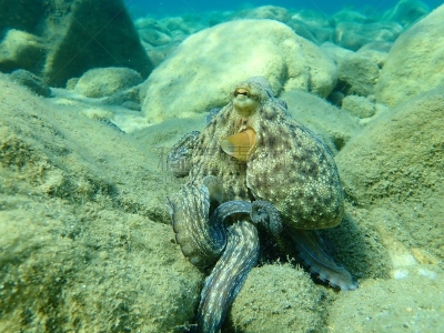 八爪魚,章鱼,自然,海洋生命,希腊,图像,爱琴海,自然美,无人,水平画幅