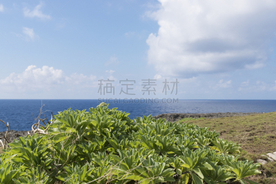 风景,波照间岛,休闲活动,枝繁叶茂,郊区,竹富町,海岬,夏天,滨水,海滩