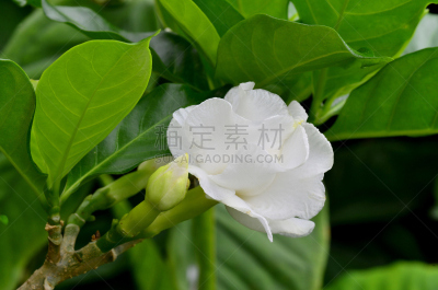 栀子,茉莉,仅一朵花,白色,自然,水平画幅,无人,散焦,夏天,特写