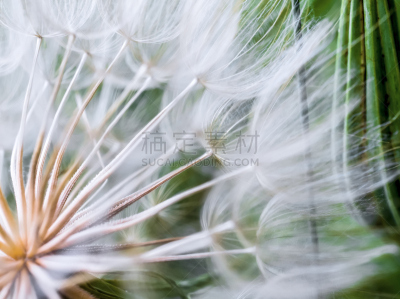蒲公英,欧洲赤松,梓木,蒲公英种子,水,美,水平画幅,工厂,夏天,特写