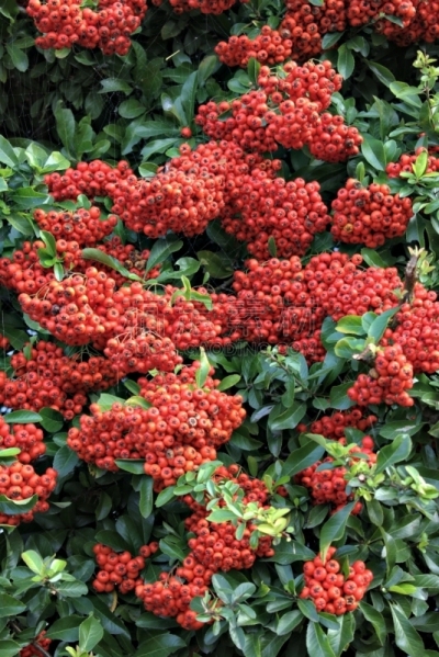 Autumn-winter decorative bush Pyracantha Coccinea.