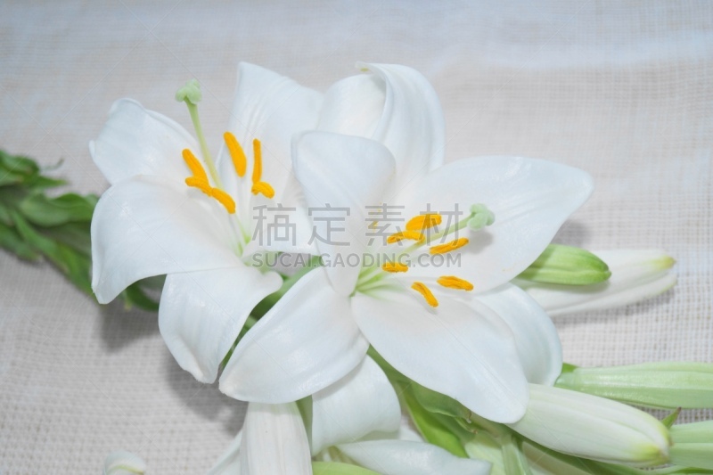 白色,复活节百合,圣母百合,花卉商,香水,美,水平画幅,纯净,完美,百合花