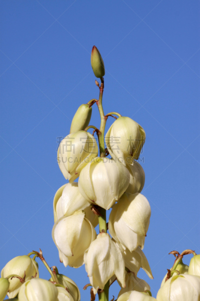 西沙尔龙舌兰,天空,中医,龙舌兰属植物,垂直画幅,美,无人,绘画插图,植物,彩色图片
