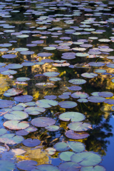 Water lilies