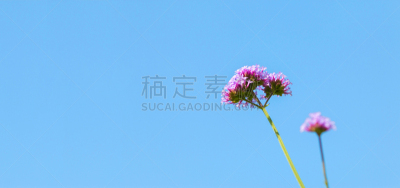 巴西马鞭草属植物,选择对焦,美,留白,水平画幅,夏天,光,特写,泰国,大黄蜂