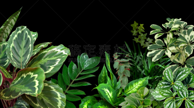 室内植物,绿色,黑色背景,分离着色,常春藤,清新,背景分离,枝繁叶茂,自然美,氧气