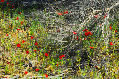 沙漠,墨西哥花菱草,美,水平画幅,山,无人,夏天,户外,草,哈萨克斯坦