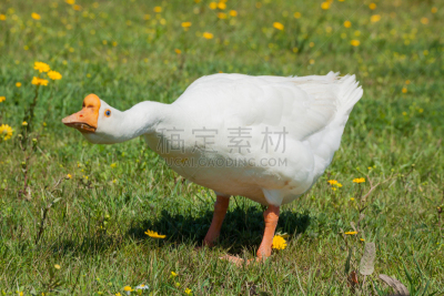 中国鹅,家畜,图像,水平画幅,无人,葡萄牙,鸟类,雁属,天鹅,鹅肉