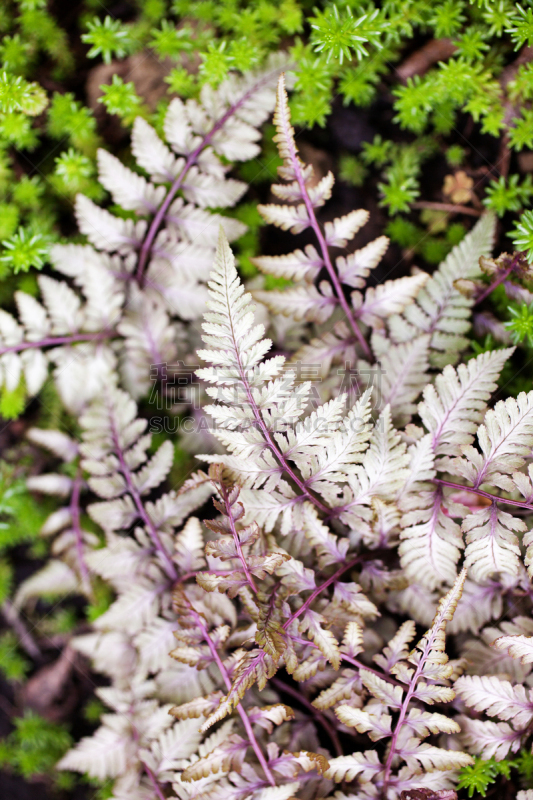 蕨类,银瀑布州立公园,选择对焦,菜园,lady fern,复叶,多年生植物,自然,垂直画幅,美