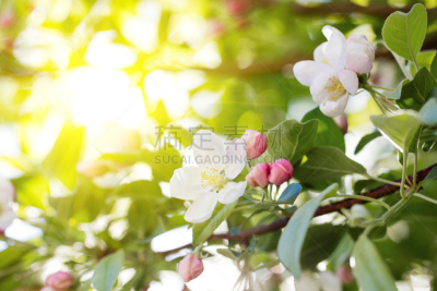 仅一朵花,泉,桃花,开花时间间隔,留白,樱桃,明亮,花束,光