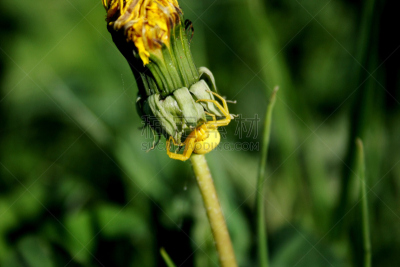 蒲公英,黄色,蜘蛛,蟹蛛,水平画幅,无人,夏天,户外,特写,明亮