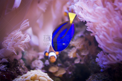 宏伟,blue tang fish,颊纹鼻鱼,海葵鱼,海葵,共生关系,水平画幅,海洋,水族馆,鱼类
