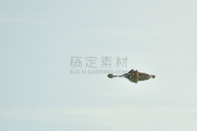 南美宽吻鳄,水,水平画幅,动物身体部位,野外动物,户外,湖,淡水,静水,微咸水