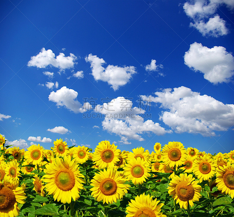 向日葵,田地,农业,自然,黄色,图像,无人,农场,户外,天空