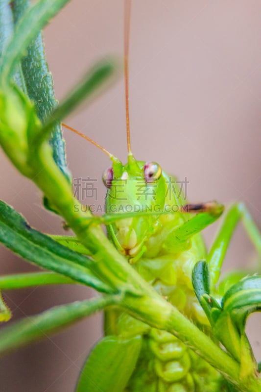 叶蝉,叶子,蚱蜢,长的,绿色背景,有角的,可爱的,绿色,垂直画幅,直翅目