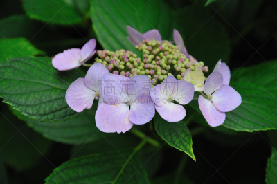 八仙花属,植物,水平画幅,无人,亚洲,东京,日本,关东地区,日野,摄影