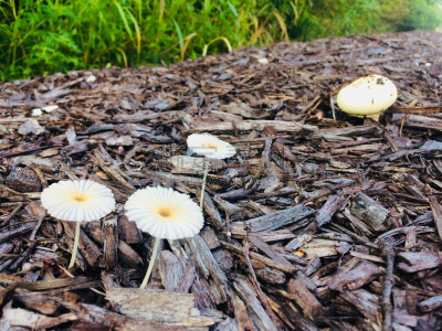 蘑菇,婴儿,褐色,水平画幅,素食,无人,苔藓,生食,户外,草
