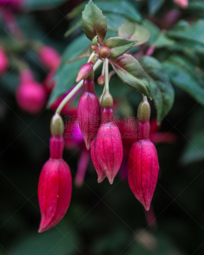 晚樱科,花朵,垂直画幅,西姆拉,瀑布,无人,户外,特写,白色,植物