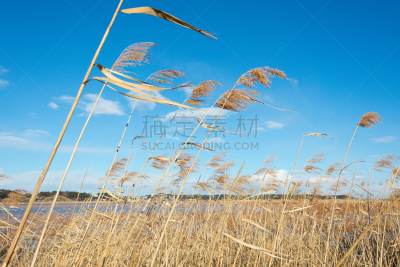 潘帕斯大草原,天空,vulpia grass,一捆小麦,麦穗,芽草之类,大麦,留白,风,里山