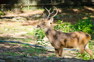 brow-antlered deer,自然,国内著名景点,红色,斑点,野生动物,泰国,图像,哺乳纲,草