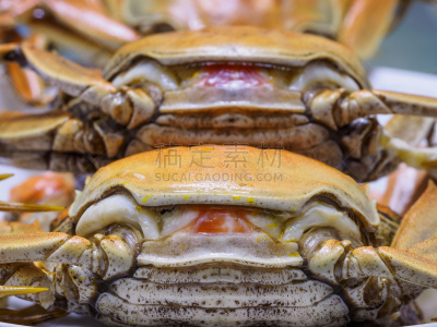 多毛的,食品,中国,秋天,美味,大特写,冬天,螃蟹,大闸蟹,动物背脊